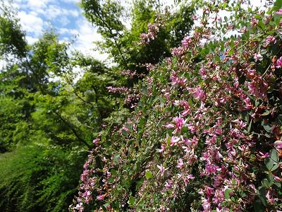 はぎ公園開花状況（9月3日）