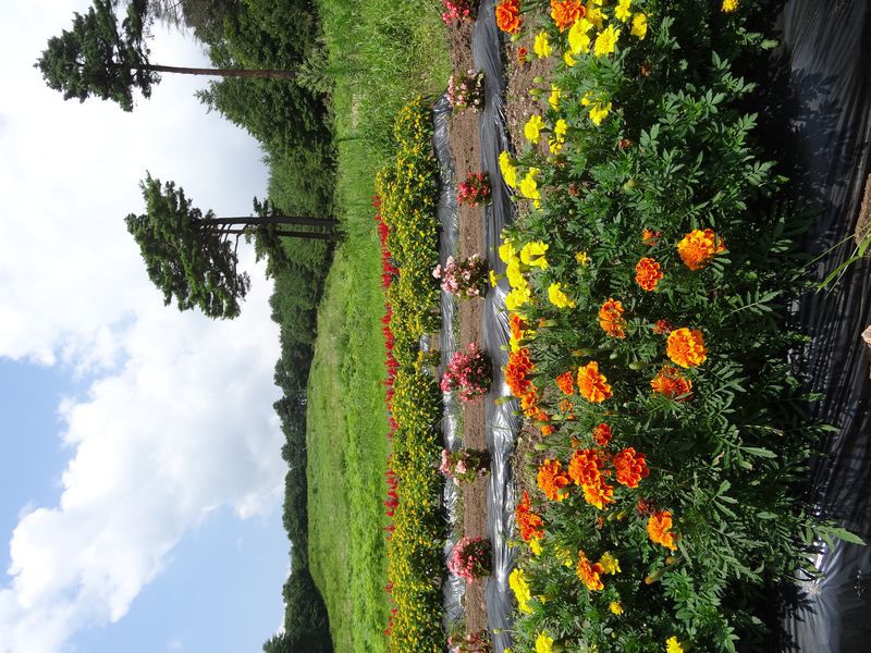 平成25年度　花いっぱいの街づくり　その１