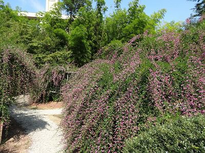 はぎ公園開花状況（9月11日）