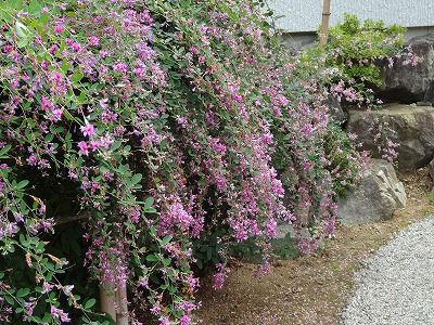 はぎ公園開花状況（9月13日）