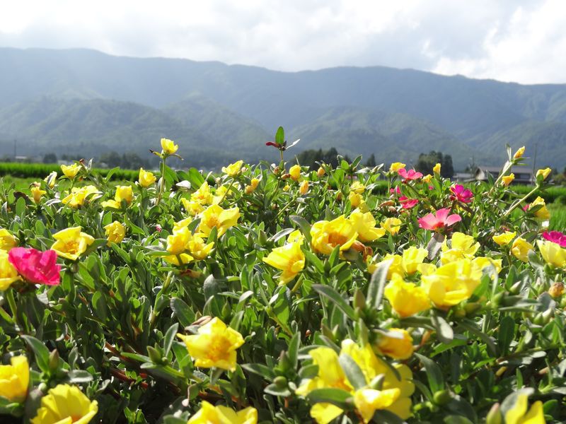 平成25年度　花いっぱいの街づくり　その2