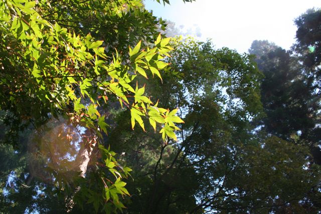 ’13紅葉情報　宮地区【10月２１日】