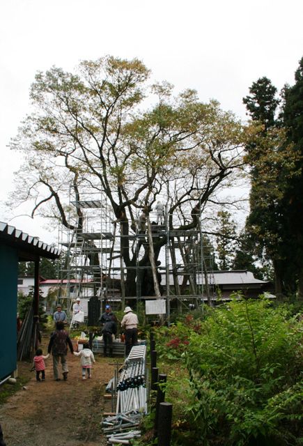 「草岡の大明神桜」樹勢回復作業が行われました。