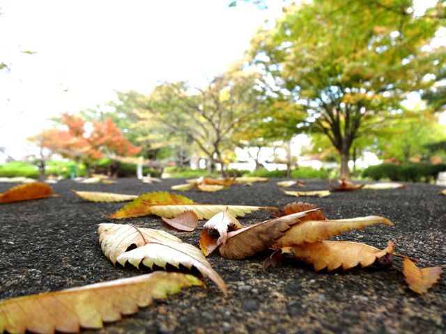 ’13紅葉情報　小出地区周辺【11月1日】
