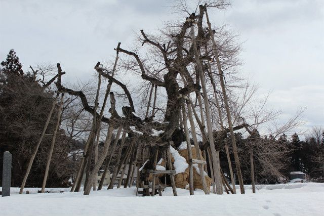 ’14長井市桜情報（3月14日）