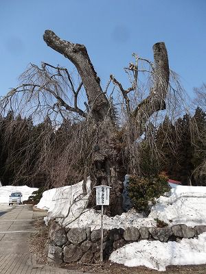 ’14長井市桜情報（3月24日）