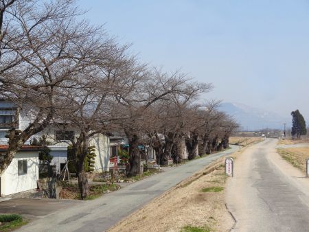 ’14最上川堤防千本桜情報（4月2日）