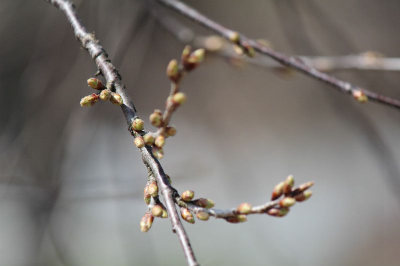 ’14長井市桜情報（4月3日）