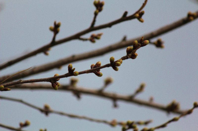 ’14最上川堤防千本桜情報（4月8日）