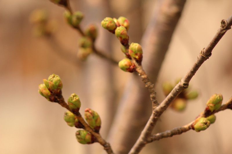 ’14最上川堤防千本桜情報（4月10日）