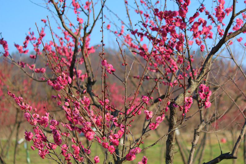 ’14紅梅林開花情報（4月14日）