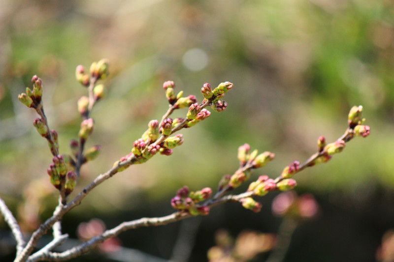 ’14最上川堤防千本桜情報（4月15日）