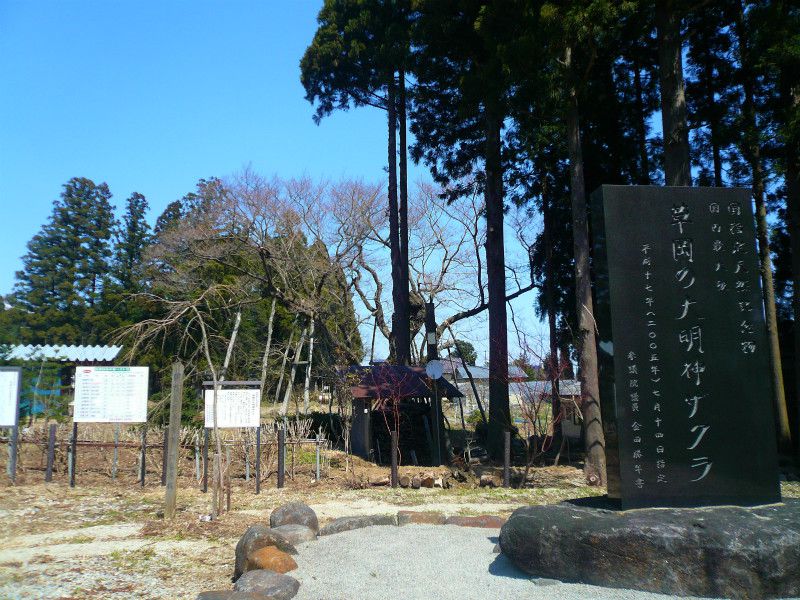 ’14草岡の大明神桜情報（4月15日）