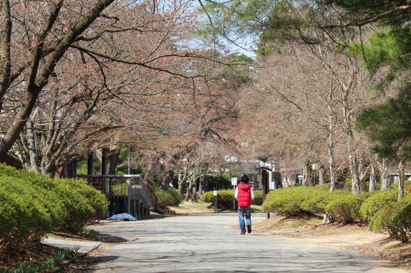 ’14まちなか桜情報（4月15日）