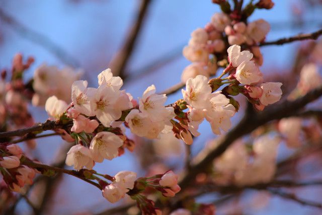 ’14最上川堤防千本桜情報（4月16日）