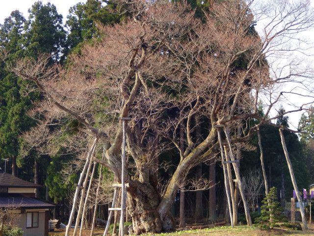 ’14草岡の大明神桜情報（4月17日）