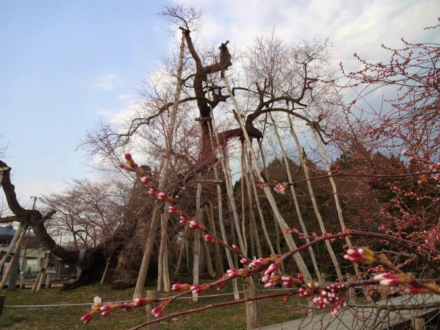 ’14伊佐沢の久保桜情報（4月17日）