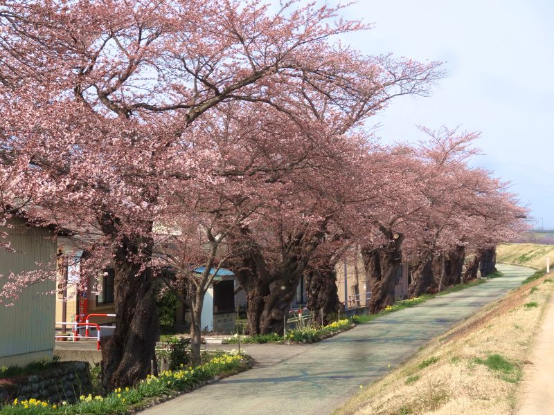 ’14最上川堤防千本桜開花情報（4月17日）