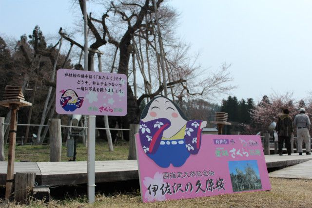 ’14伊佐沢の久保桜情報（4月18日）