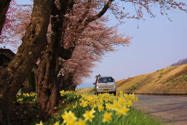 ’14最上川堤防千本桜開花情報（4月18日）