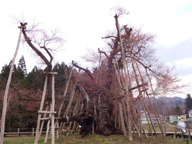 ’14伊佐沢の久保桜開花情報（4月21日）