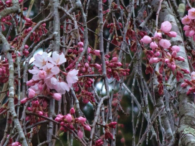 ’14白兎のしだれ桜開花情報（4月21日）