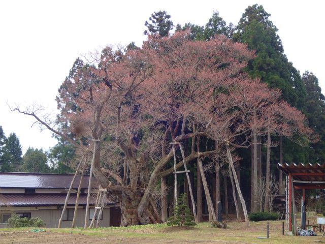 ’14草岡の大明神桜情報（4月21日）
