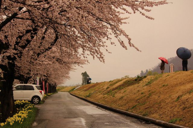 ’14最上川堤防千本桜開花情報（4月21日）