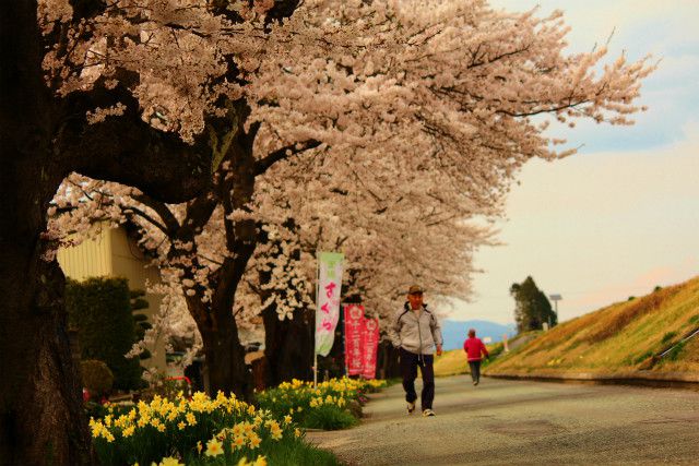 ’14最上川堤防千本桜開花情報（4月22日）