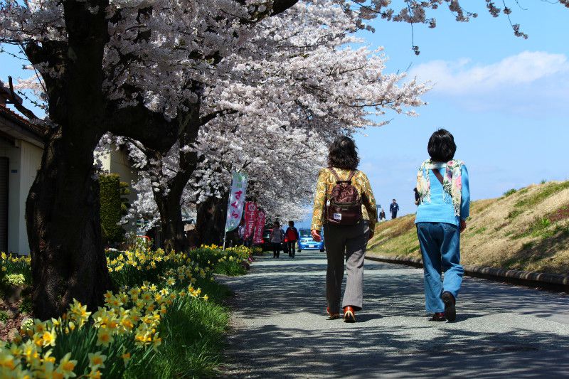 ’14最上川堤防千本桜開花情報（4月23日）