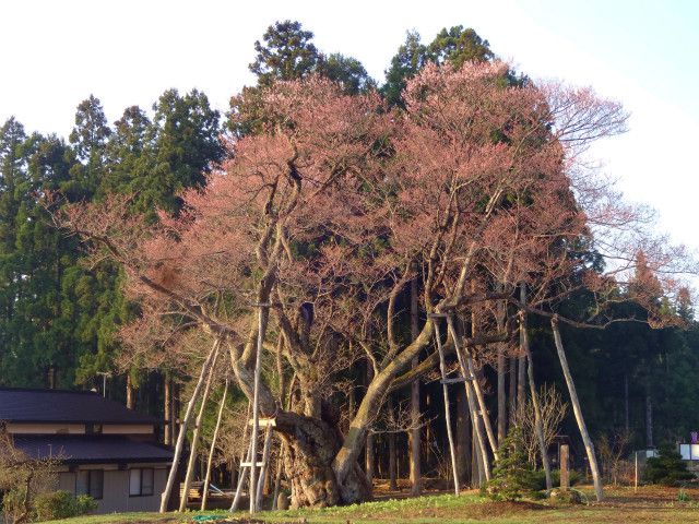 ’14草岡の大明神桜開花情報（4月23日）