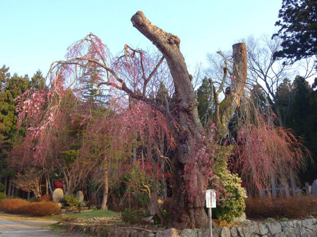 ’14白兎のしだれ桜開花情報（4月23日）