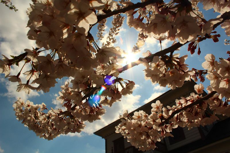 ’14まちなか桜情報（4月23日）