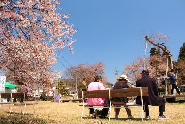 ’14伊佐沢の久保桜開花桜情報（4月24日）