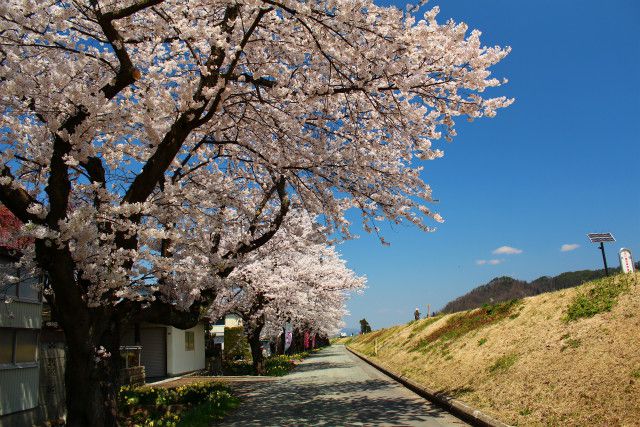 ’14最上川堤防千本桜開花情報（4月24日）
