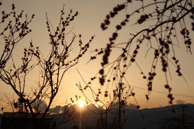 ’14紅梅林開花情報（4月24日）