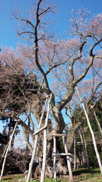 ’14草岡の大明神桜開花情報（4月24日）