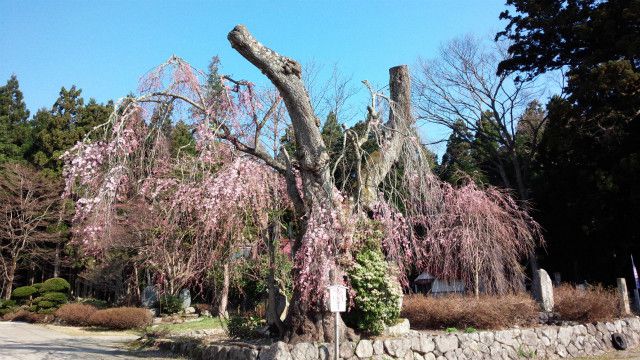’14白兎のしだれ桜開花情報（4月24日）