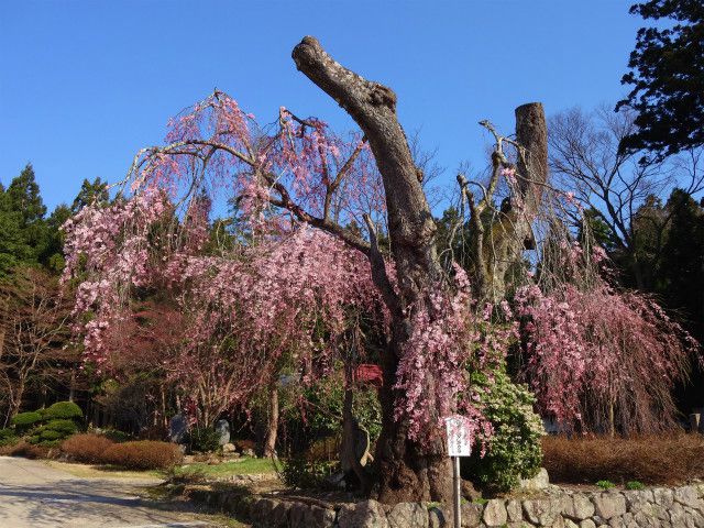 ’14白兎のしだれ桜開花情報（4月25日）