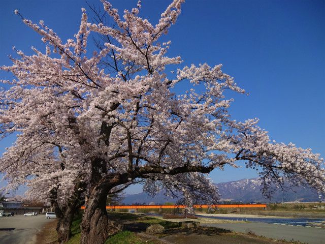 ’14長井市内の開花情報総まとめ（4月25日）