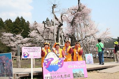 '14伊佐沢の久保桜開花情報（4月26日）