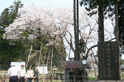 ’14草岡の大明神桜開花情報（4月26日）