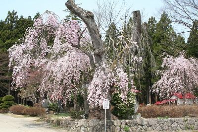 ’14白兎のしだれ桜開花情報（4月26日）
