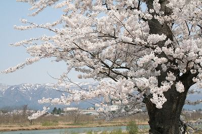 ’14最上川堤防千本桜開花情報（4月26日）