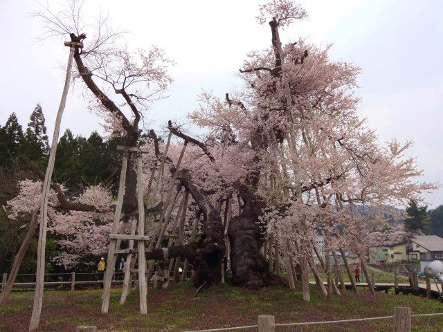 ’14伊佐沢の久保桜開花桜情報（4月28日）