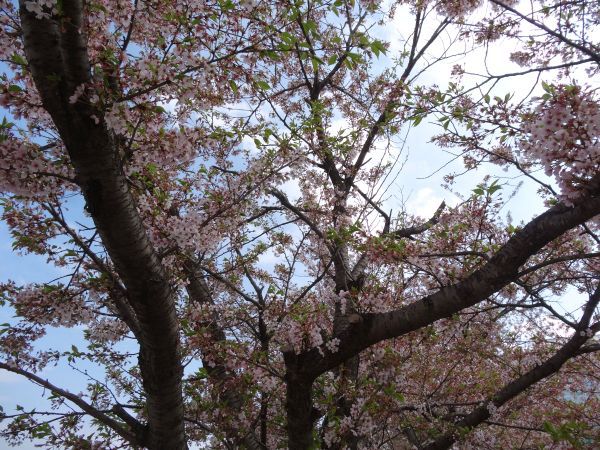 ’14最上川堤防千本桜開花情報（4月28日）