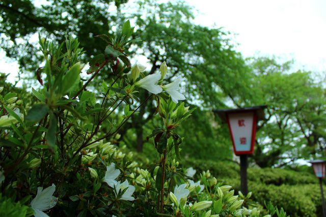 ’14白つつじ情報（5月13日）