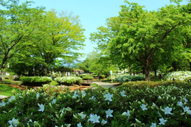 ’14白つつじ開花情報（5月14日）