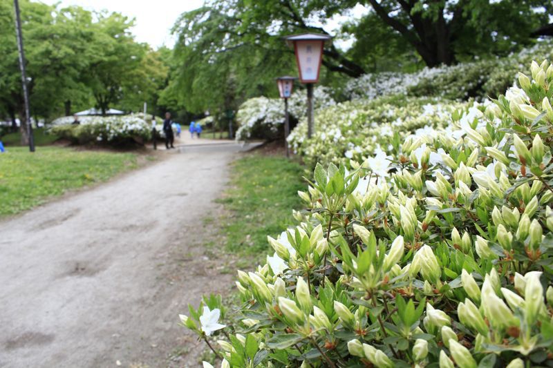 ’14白つつじ開花情報（5月15日）
