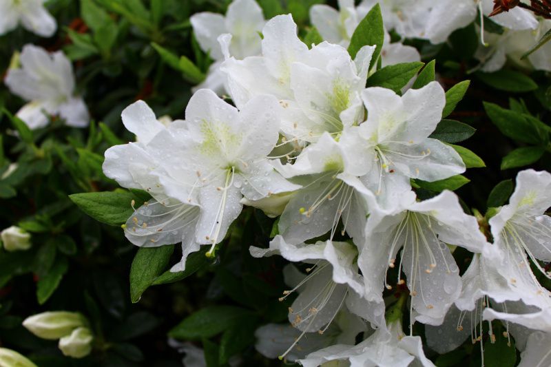 ’14白つつじ開花情報（5月16日）